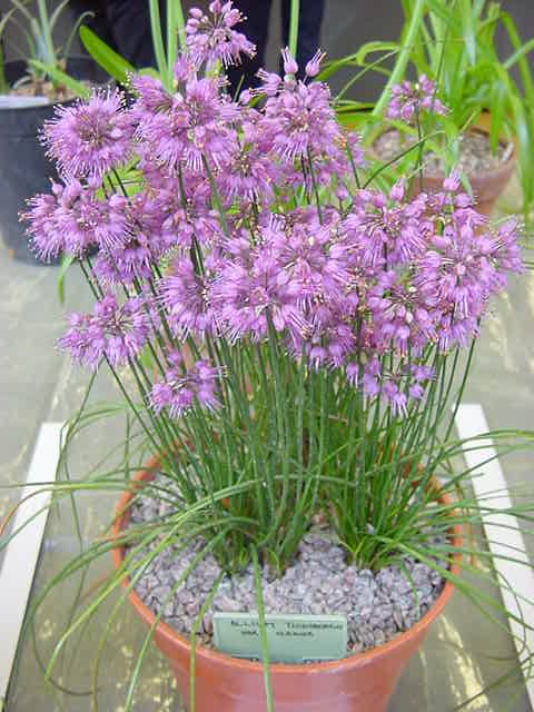 Allium thunbergii 'Ozawa'